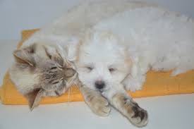 While national pet day 2021 has come and gone, you can still give a little something back with the slew of pet deals happening across the web. National Pet Day In 2021 2022 When Where Why How Is Celebrated