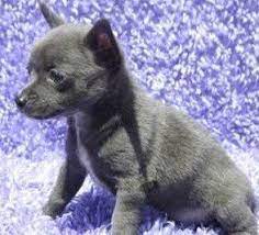 These characteristics include a long muzzle, large ears and a sloping forehead. Chihuahua Colors The Chihuahua Information Center