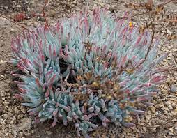 Image result for Emilia caespitosa