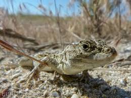 Image result for Drypetes arguta