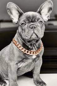 Border collie mix puppies for adoption! Pin On Mascotas