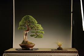 Gambar tanaman bonsai dapat saudara dapatkan di web ini. Tora International Bonsai School Tora Internationa Bonsai School