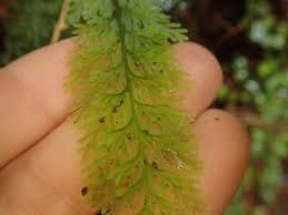 Image result for Abrodictyum rigidum