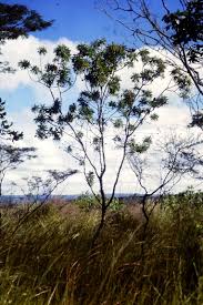 Image result for Protea rupestris