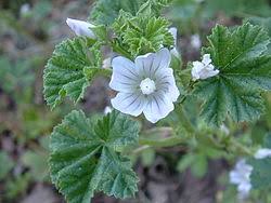 Image result for Malvaceae subfamily Bombacoideae