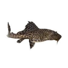 Black And White Spotted Catfish Ours Are Bigger Plecostomus Pet Fish Pets