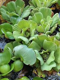 Image result for Pistia
