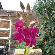 We did not find results for: Anggrek Dendrobium Ungu Hidroponik Untuk Semua Facebook