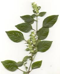 Image result for Phaulopsis imbricata