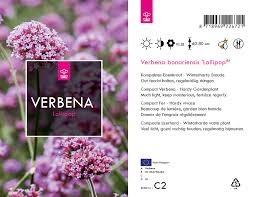 Imagine a plant that blooms nonstop from early summer to fall and verbena bonariensis 'lollipop'. Produkte Von A Z X Plant