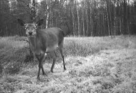 Find out more about some of the animals you might meet on your visit below. Animals Of Chernobyl Welcome To The Wildlife Paradise In A Nuclear Exclusion Zone The Calvert Journal