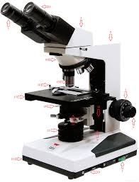 Check spelling or type a new query. Labelled Diagram Of Microscope Parts