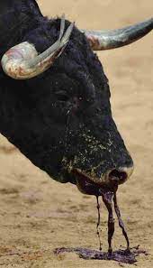 Stop The Bull-Fighting•