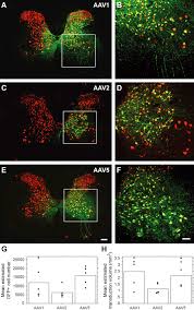 Image result for Poppy Red 1996 AAV
