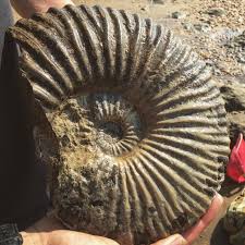 Image result for Micractis