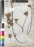 Image result for Strophanthus sarmentosus