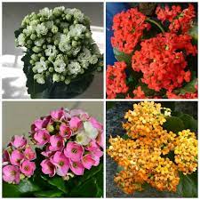 Kalanchoe Blossfeldiana Care How To Grow Florist Kalanchoe Kalanchoe Blossfeldiana Kalanchoe Flowers Blooming Plants
