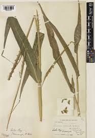 Image result for Coelorachis