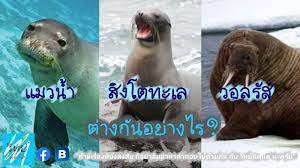 We did not find results for: à¹à¸¡à¸§à¸™ à¸³ à¸ª à¸‡à¹‚à¸•à¸—à¸°à¹€à¸¥ à¹à¸¥à¸°à¸§à¸­à¸£ à¸ª à¹à¸•à¸à¸• à¸²à¸‡à¸ à¸™à¸­à¸¢ à¸²à¸‡à¹„à¸£