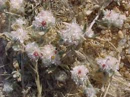 Image result for Helichrysum argyrosphaerum