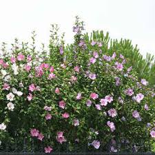Le mois de mars est idéal pour tailler les arbustes à floraison estivale comme l'hibiscus des jardins tailler l'hibiscus des jardins. Althea Plantation Taille Et Conseils D Entretien