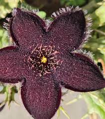 Image result for Tridentea