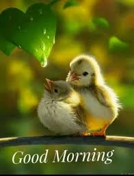 24 Good Morning Quotes For You To Love Life Nature Animals Cute Birds Pet Birds