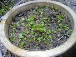 Nah itulah tahapan pokok dalam budidaya tanaman cabe yang harus anda ketahui. 01 October 2010 Rumah Kuning