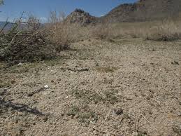 Image result for Hypertelis umbellata