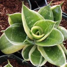 Image result for Ledebouria marginata