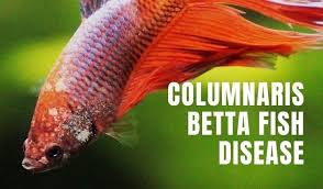 Columnaris Betta Fish Treatment Cotton Wool Or Saddle Back Disease