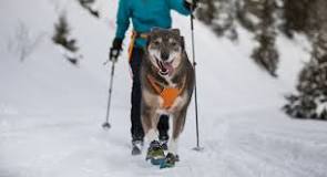 Pourquoi mettre des chaussures à son chien en hiver ...