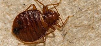 Many bugs or insects can come and go in the home, but the most commonly seen bug is probably the carpet beetle. How To Tell The Difference Between Bed Bugs And Carpet Beetles