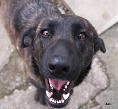 Dutch Shepherd Cute Girl Named Pegi She Was A Rescue Dutch Shepherd Dog Fluffy Dogs Dogs And Puppies