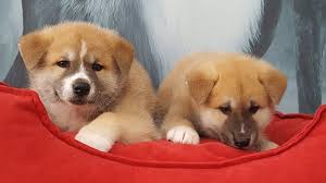 Ucretli Sahiplendirme Akita Inu Yavrulari Ucretli Sahiplendirme Akita Inu Yavrulari Kopek Kopekseverler Kopeksahiplend Goruntuler Ile Akita Evcil Hayvanlar Kopek