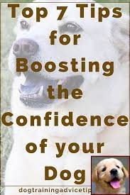 Dog training books allow you to learn everything you need to about training your dog, but let you do it at a pace that is right for you & your canine friend. Pin On Dog Behavior