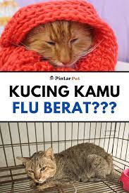Pin On Tips Kucing