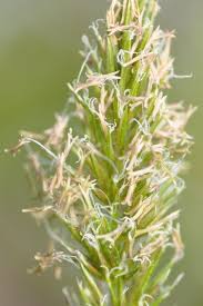 Image result for Anthoxanthum