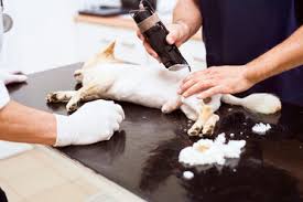 Cook is a 2006 graduate of the auburn university college of veterinary medicine. Senior Vet Giving Dog An Injection In Clinic Stockphoto