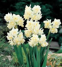 Narcissus Erlicheer Narcissus Plants Garden