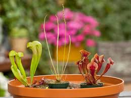 Growing outdoors is a great option for those new to cannabis cultivation and wanting to learn how to plant marijuana or people seeking a more natural environment for their plants. Carnivorous Plants Make A Fun Garden For Kids Hgtv