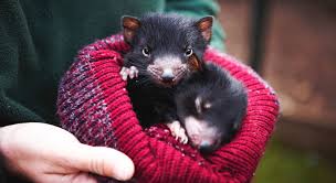 Weitere ideen zu tasmanischer teufel, beutelteufel, tiere. Das Susse Teufelchen Ist Nicht Der Einzige Reiz An Tasmanien Counter Vor9