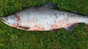 I 2021 er det duket for nok en oppblomstring av fisken som kan ødelegge norske lakseelver. Pukkellaks I 43 Elver Smp No Nyheter Nyheter Fra Alesund Sunnmore Og Nordvestlandet