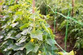 Once the bottom of the trellis is secure, you're ready to fasten the top to the wall. How To Build A Diy Trellis Freestanding Or Wall True Value