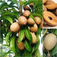 Image result for Manilkara zapota