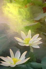 Lotus Flower Paintings Images Using Akvis Oil Paint Filter Lotus Flower Painting Flower Painting Images Lotus Painting