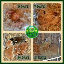 Step By Step Baby Rabbit Growth Coombe Mill New
