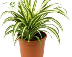 Image result for Chlorophytum stolzii