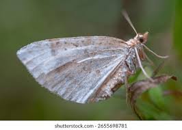 Image result for Scopula ternata