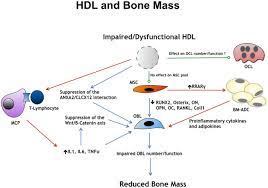 High Density Lipoprotein Hdl Metabolism And Bone Mass In Journal Of Endocrinology Volume 233 Issue 2 2017
